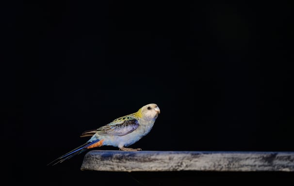 a bird perched on a ledge in the dark