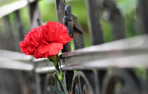 a red cornation flower tied to a cast iron gate in remembrance