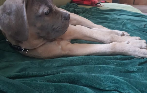 garderie chiot instinct de meute
