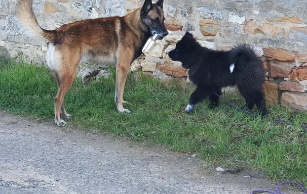 education canine harmonie instinct de meute