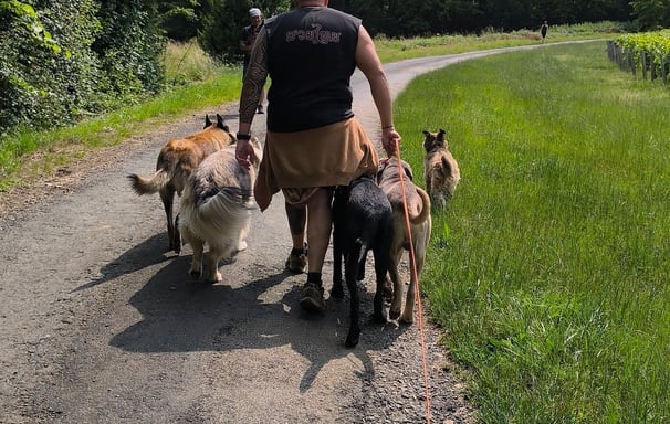 balade groupe chiens instinct de meute