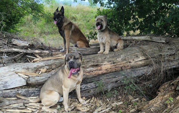 education canine ludique instinct de meute