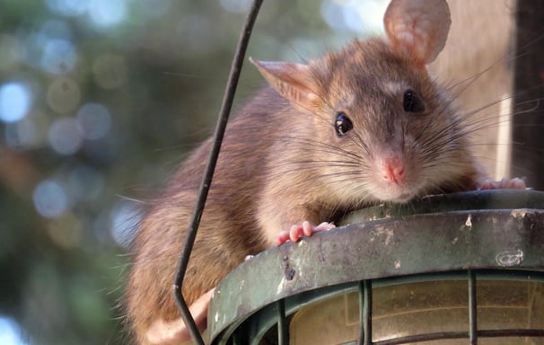 rat proche des habitations
