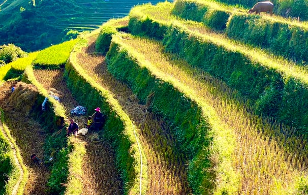 Rice terrace