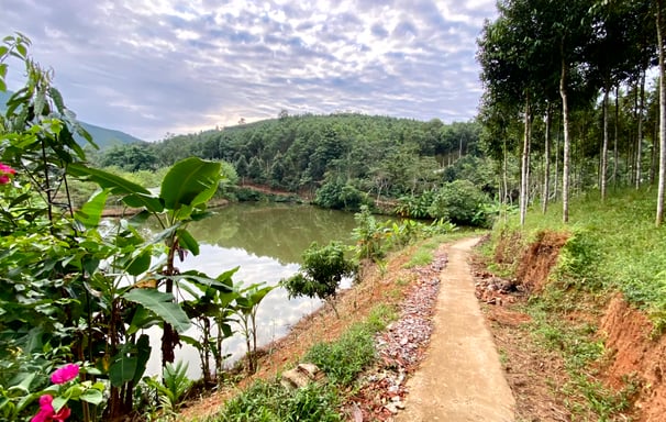 a path leading to a pond with flowers