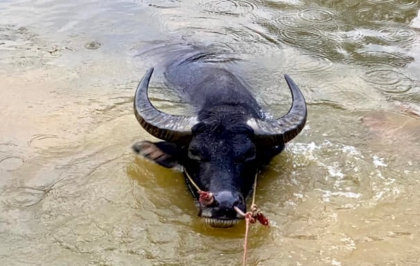 a bull in the water tied to a rope