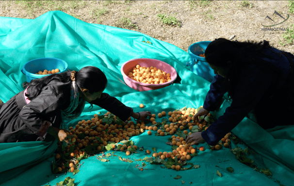 two women are picking up fruit from a blanket