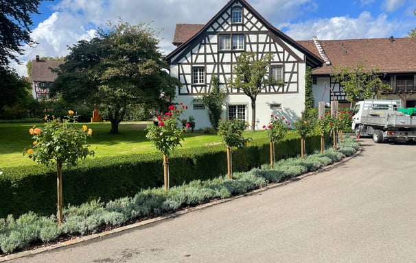 Gartenunterhalt, Gartenpflege_hecke_büsche_rosen_wiese_rundumpacket_gartenpflege_Buelach