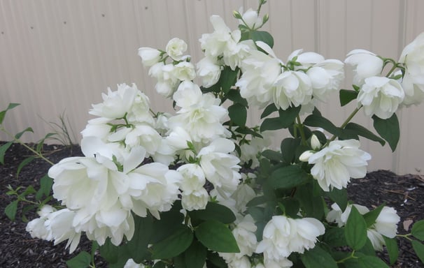 a mock orange shrub with dark green leaves and beautiful white flowers
