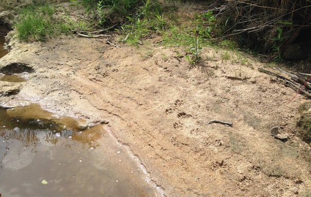 Traces de Loutre