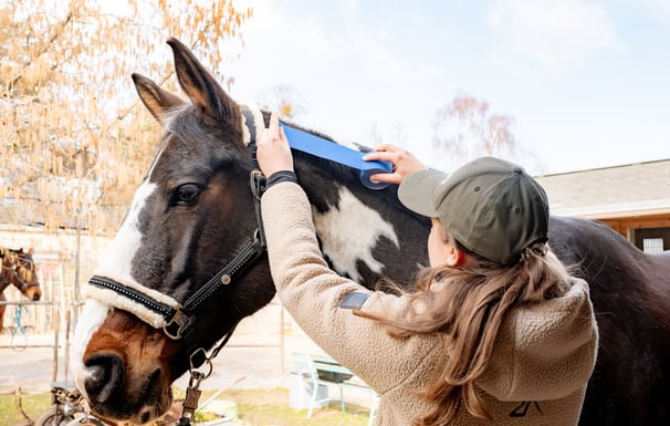 Kinesiologisches Taping bei einem Pferd