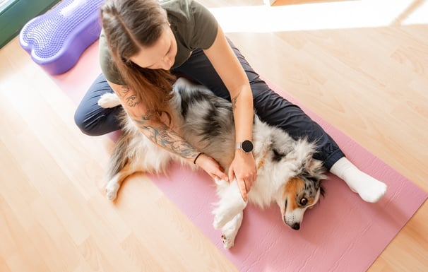 Behandlung Hund
