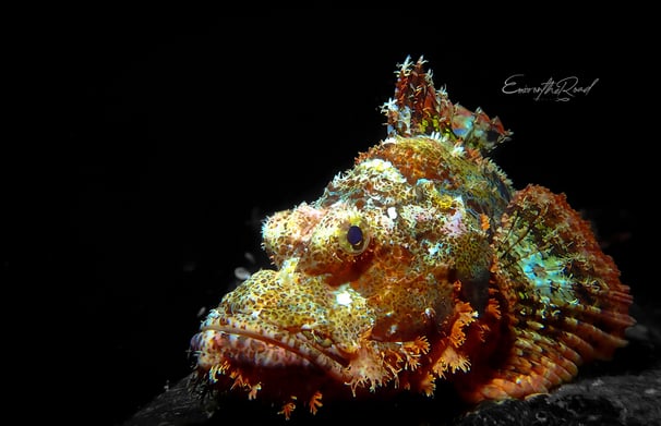 Stone fish camouflaged during scuba diving in Gili Trawangan
