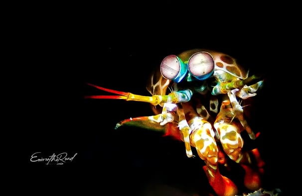 Peacock Mantis Shrimp underwater at Gili Trawangan scuba diving