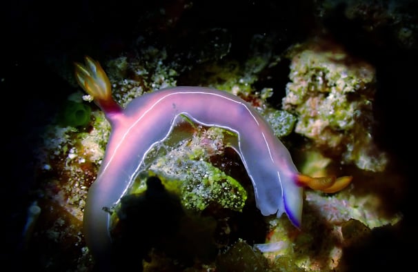 Colorful sea slug or nudibranch in Gili Trawangan Waters