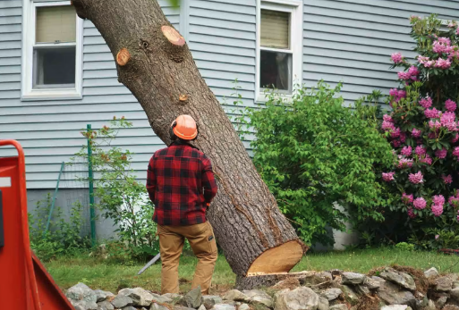 a man is cutting down a tree with a chainsaw