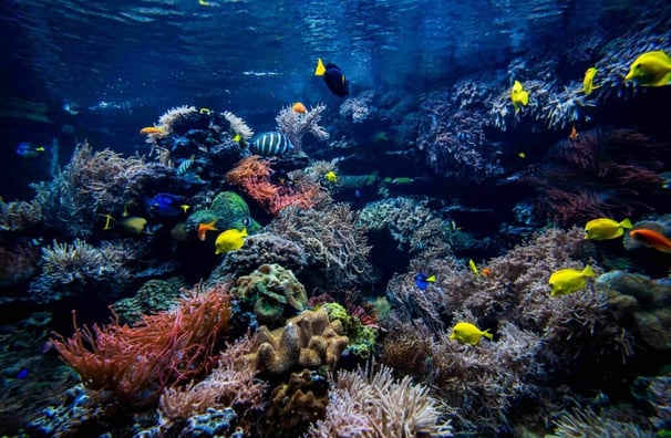 A bela vida marinha em Bali - Indonésia