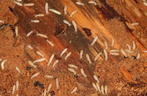 termite pictures on piece of wood