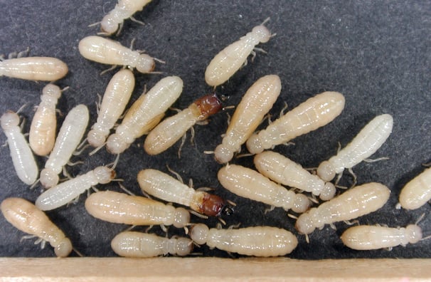 image of what termites look like