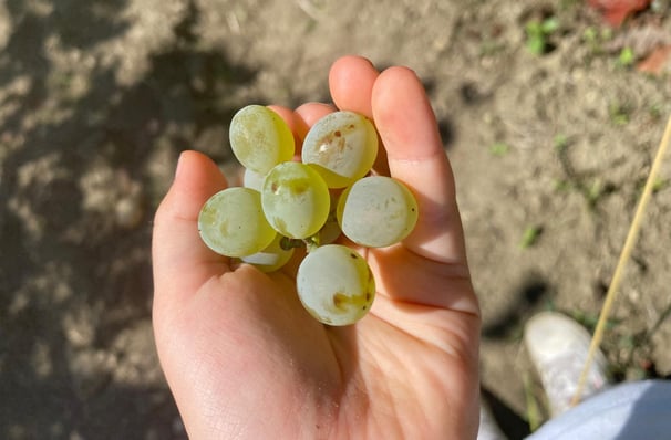 a person holding a bunch of grapes in their hands