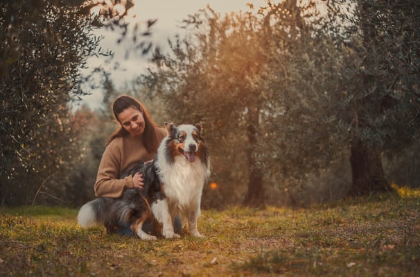 ragazza con pastore tra gli ulivi al tramonto