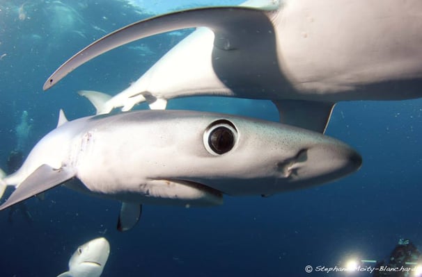 requin peua bleue zoom sur l'oeil
