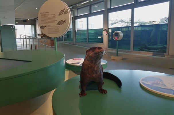 Otter Präparat zum anfassen.