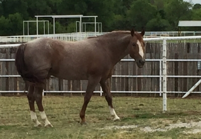 Resident Stallion Lancaster Ranch - Smoking Aces