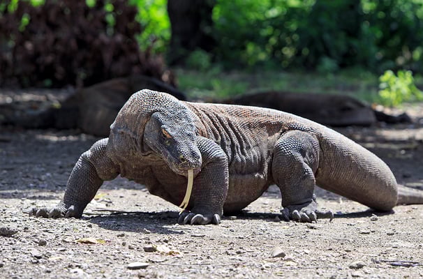 O Dragão de Komodo em seu habitat natural na ilha de Komodo, Java - Ali Trisno Pranoto/Getty Images