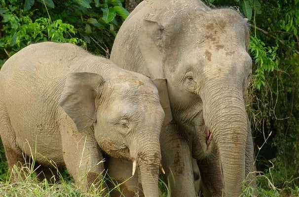 Uma fêmea de elefante-pigmeu-de-bornéu ao lado de seu filhote - Bernard DUPONT from FRANCE, CC BY-SA 2.0 - Wikimedia Commons