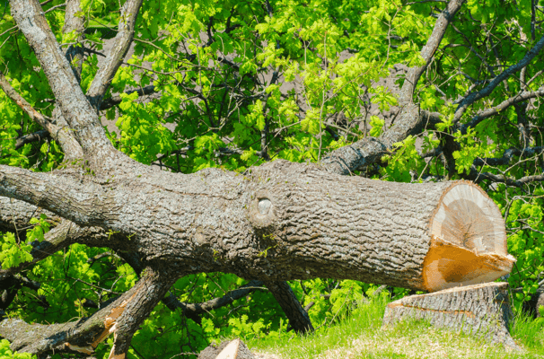 Abattage arbre Daux