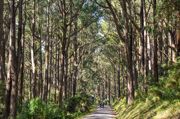A beautiful hike in the Dandenong Ranges