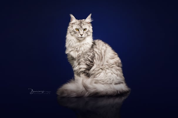 Femelle Maine coon à l'élevage Des Rives De Riss