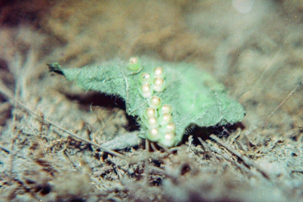 fotografia analogica de una hoja con huevos de insecto