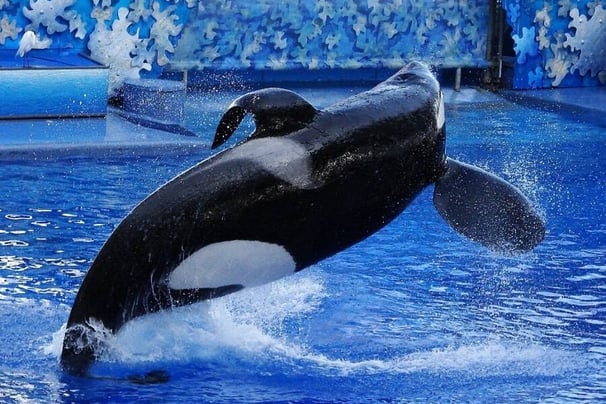 Inside SeaWorld Trainer Dawn Brancheau’s Death In The Jaws Of A Killer Whale