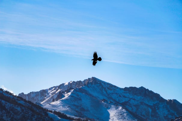 Eagle above snowy mountains Corsica