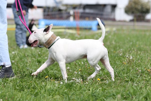 Bullterrier Ole beim Training