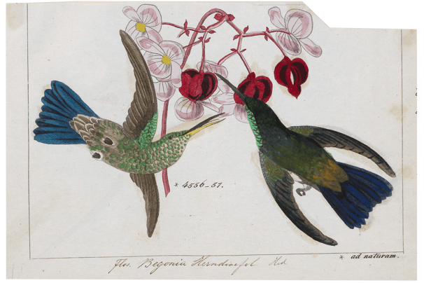 Vintage bookplate illustration of two blue and green hummingbirds feeding from pink flowers.