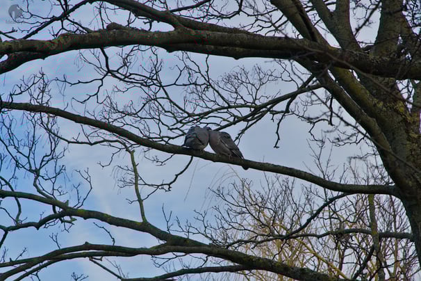 Wood pigeon romance around Sankt Jørgens Sø