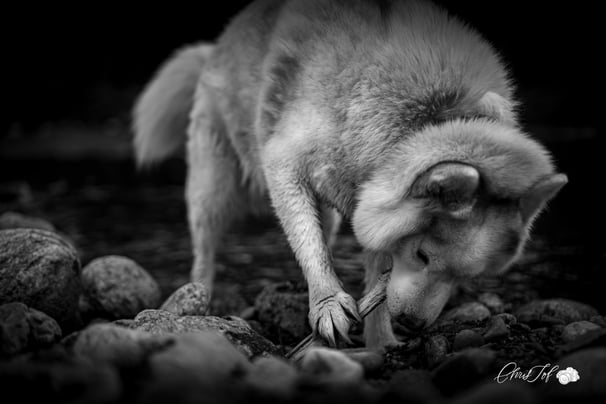 photo photographe 66 perpignan