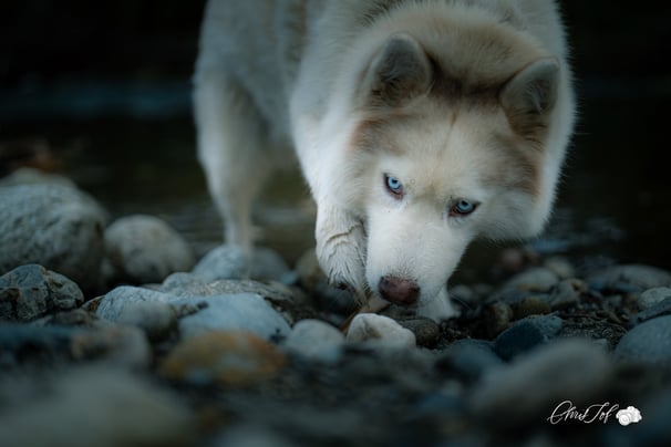  photo photographe 66 perpignan