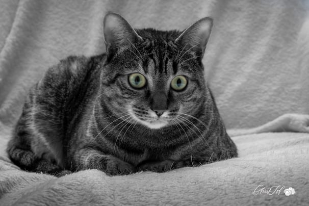 photo photographe 66 perpignan