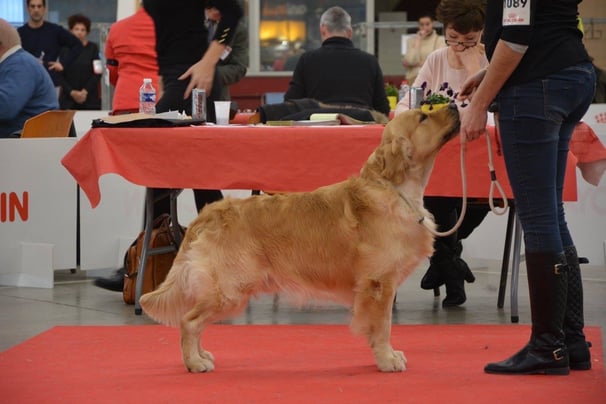 golden retriever concours lof alès