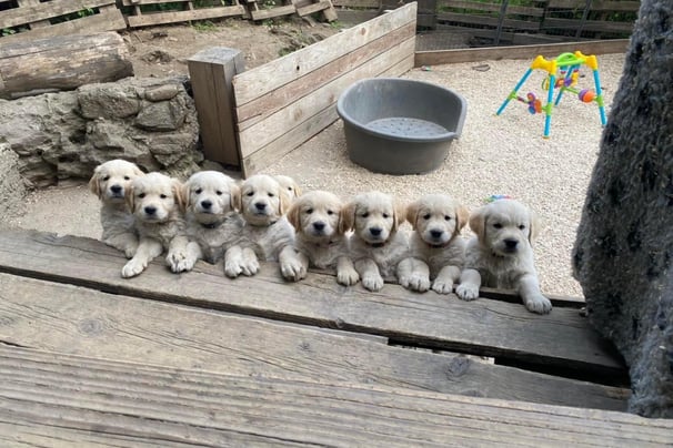 chiot golden retriever dans leur parc de jeux école du chiot ales