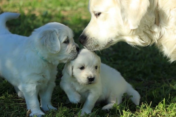 chiots et maman golden retriever en extérieur