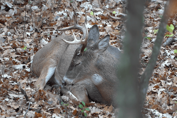 whitetail buck bedded