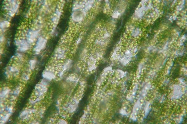 imagem da clorofila feito com microscópio 