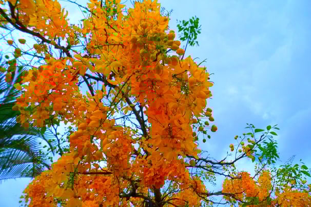folhas amarelas, arvore no outono