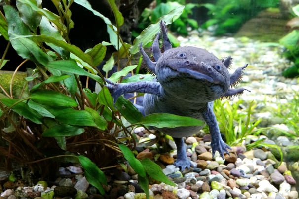 imagem axolote adulta preta em um Aquário