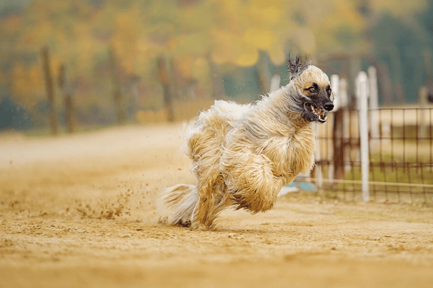 Ljusbrun Afghanhund springer på sandmark